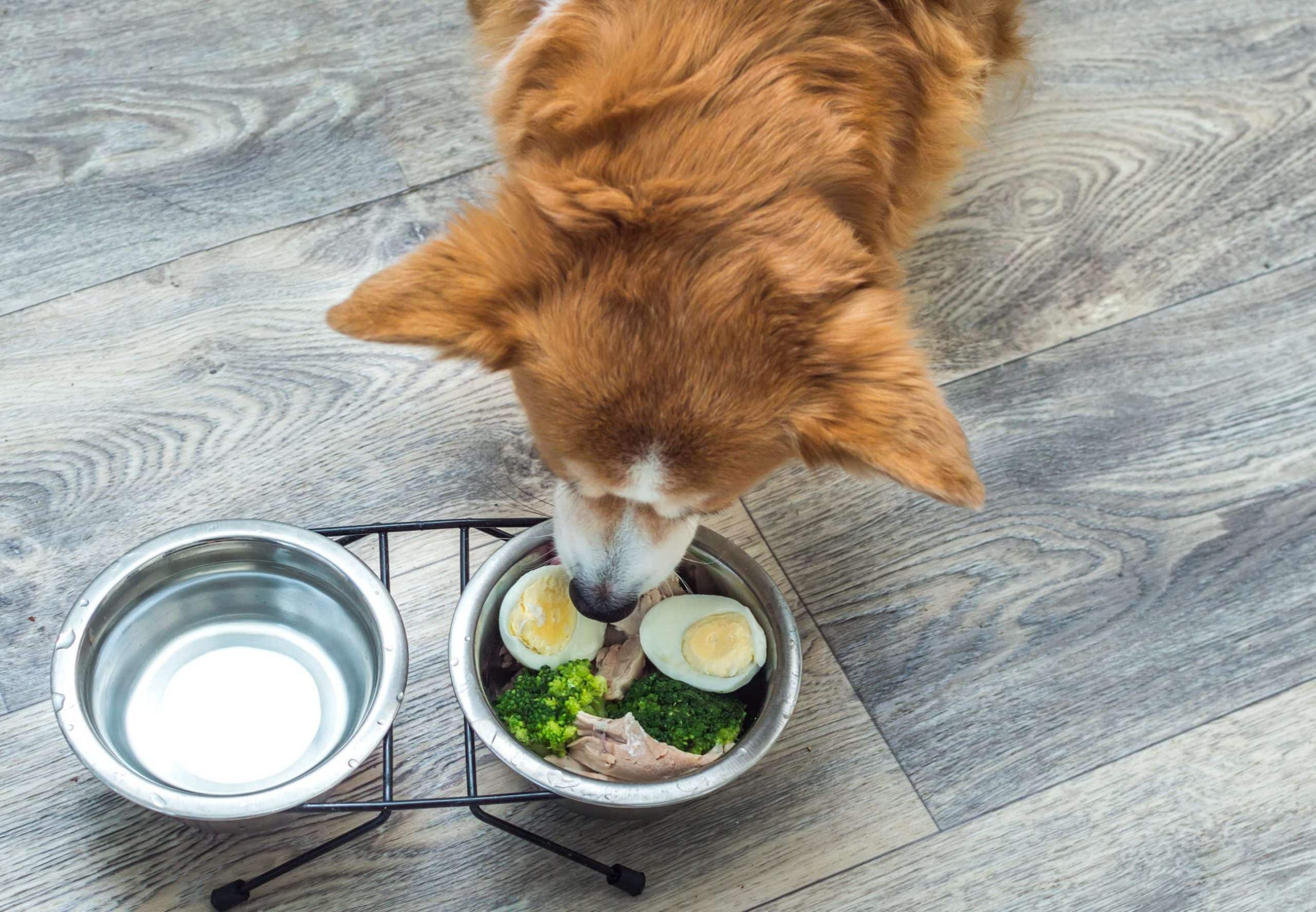 Cachorro pode comer ovo? Veja como incluir na alimentação do seu pet!